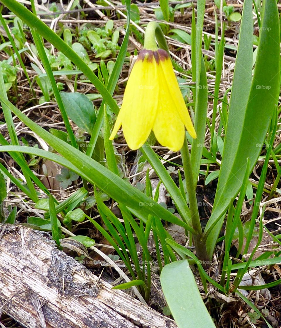 Yellow Bell Hanging at the Forest Floor