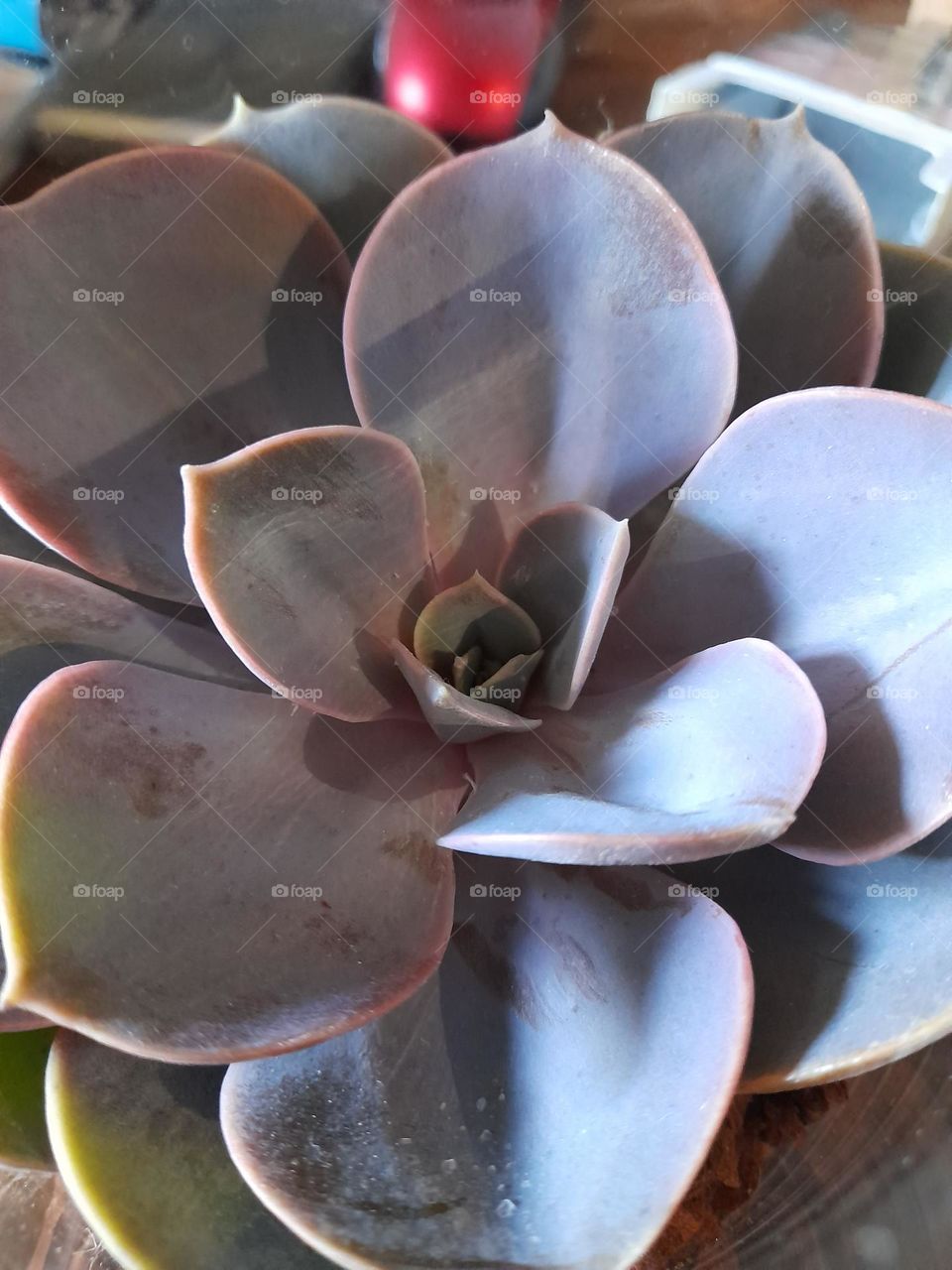 echeveria succulent