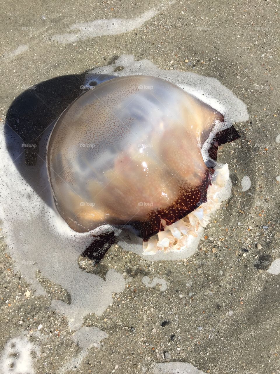 Jellyfish washed up on the beach.