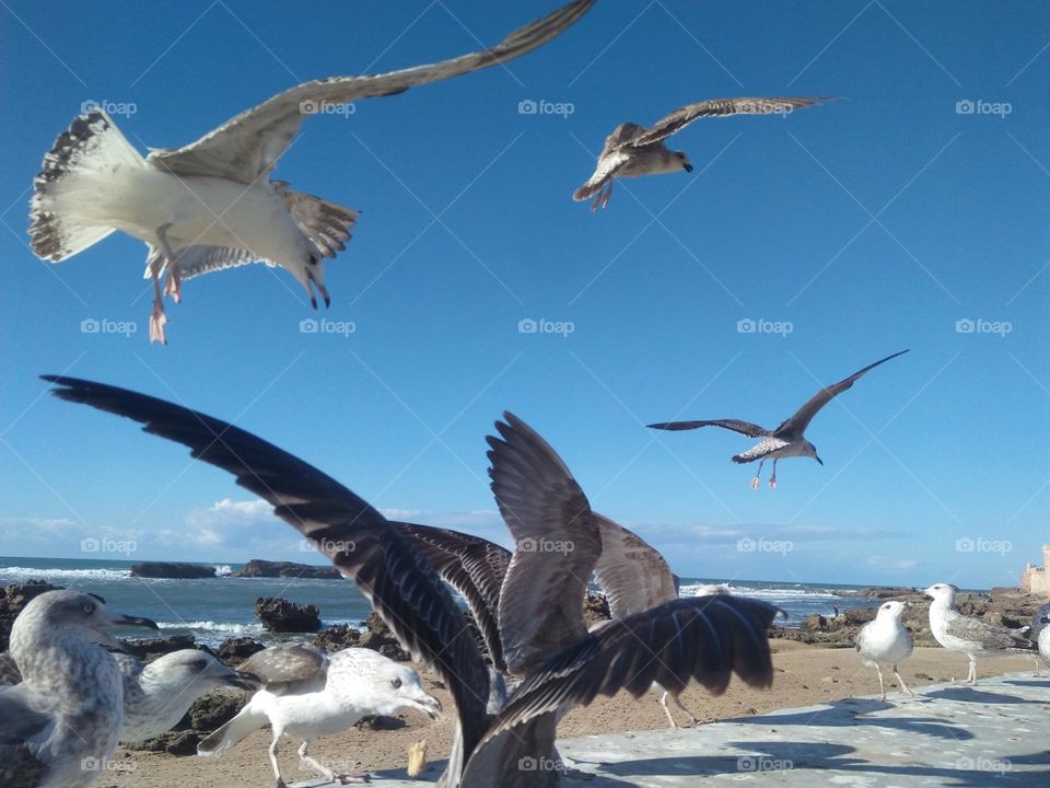 Flock of seagulls flying cross the sky at essaouira city in Morocco.