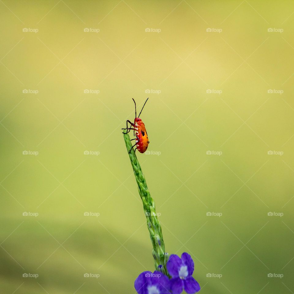 insect standing on the top of the plant