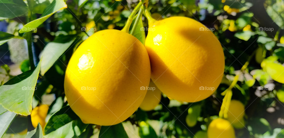 Lemon Hang