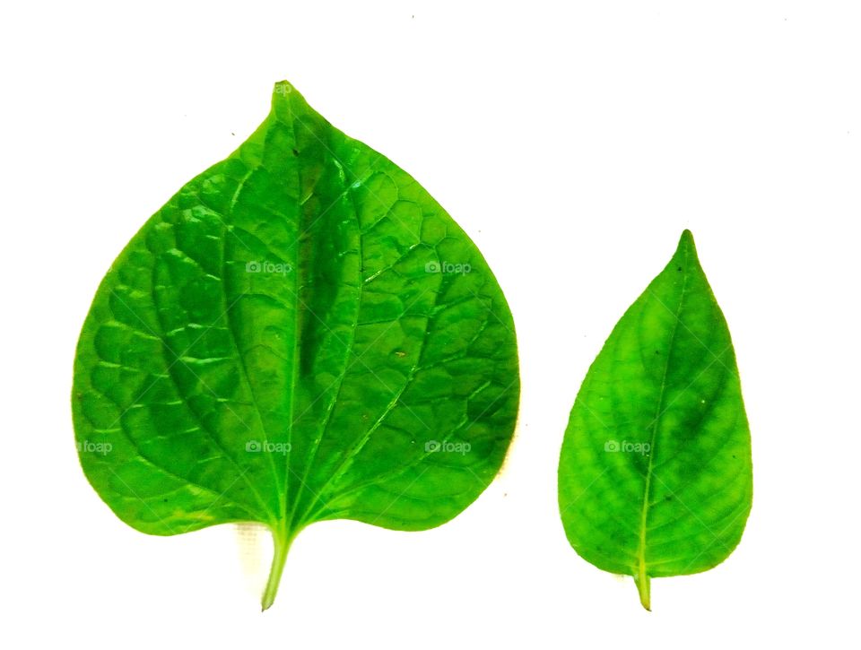white background,foliage