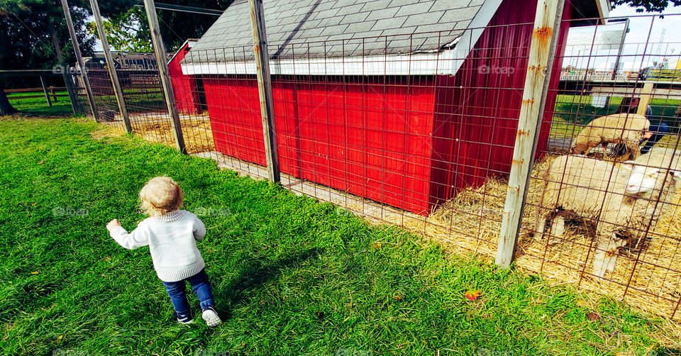 Beautiful fall day and a toddler enjoying the farm animals and the picture perfect weather.