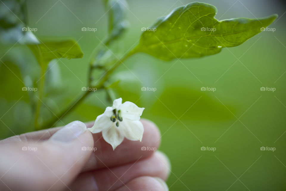 Chili plant Flower 