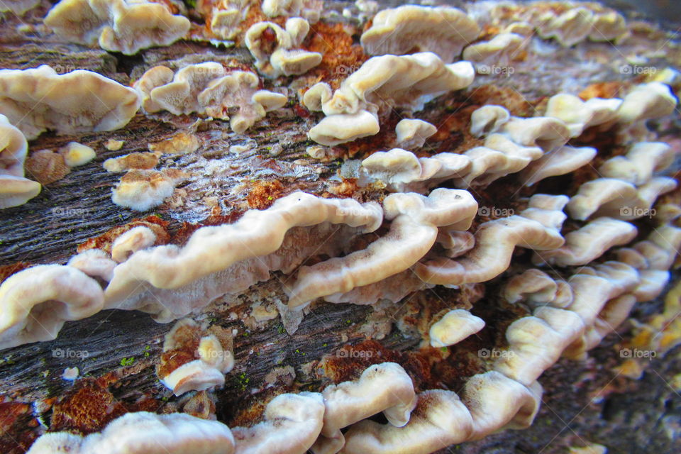 Fungus on a tree