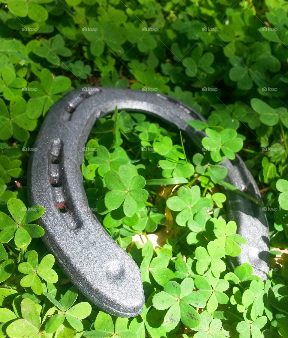 looking for luck and fortune with a horse shoe surrounded by green four leaves