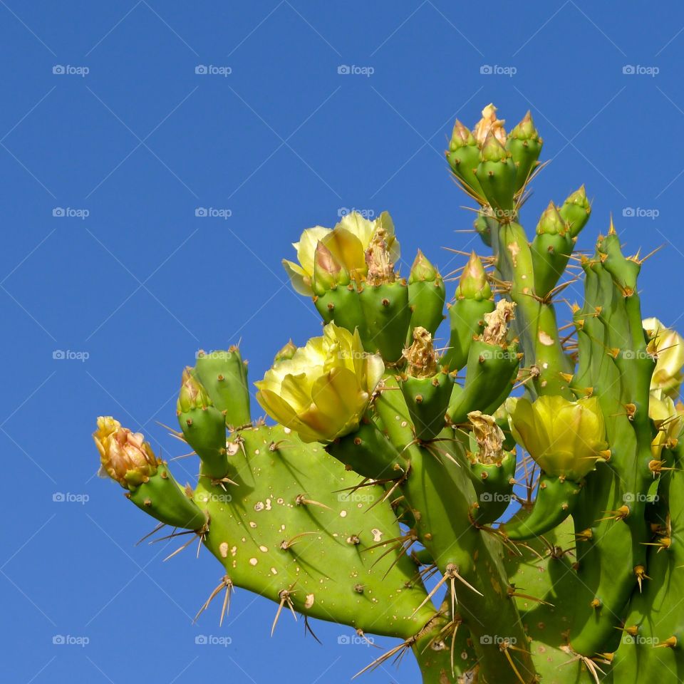 Green Cactus with yellow blooming flowers on the background of blue sky,photo taken in Tel Aviv by the beach 