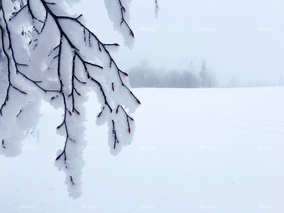 Minimalistic view of tree branches covered in snow