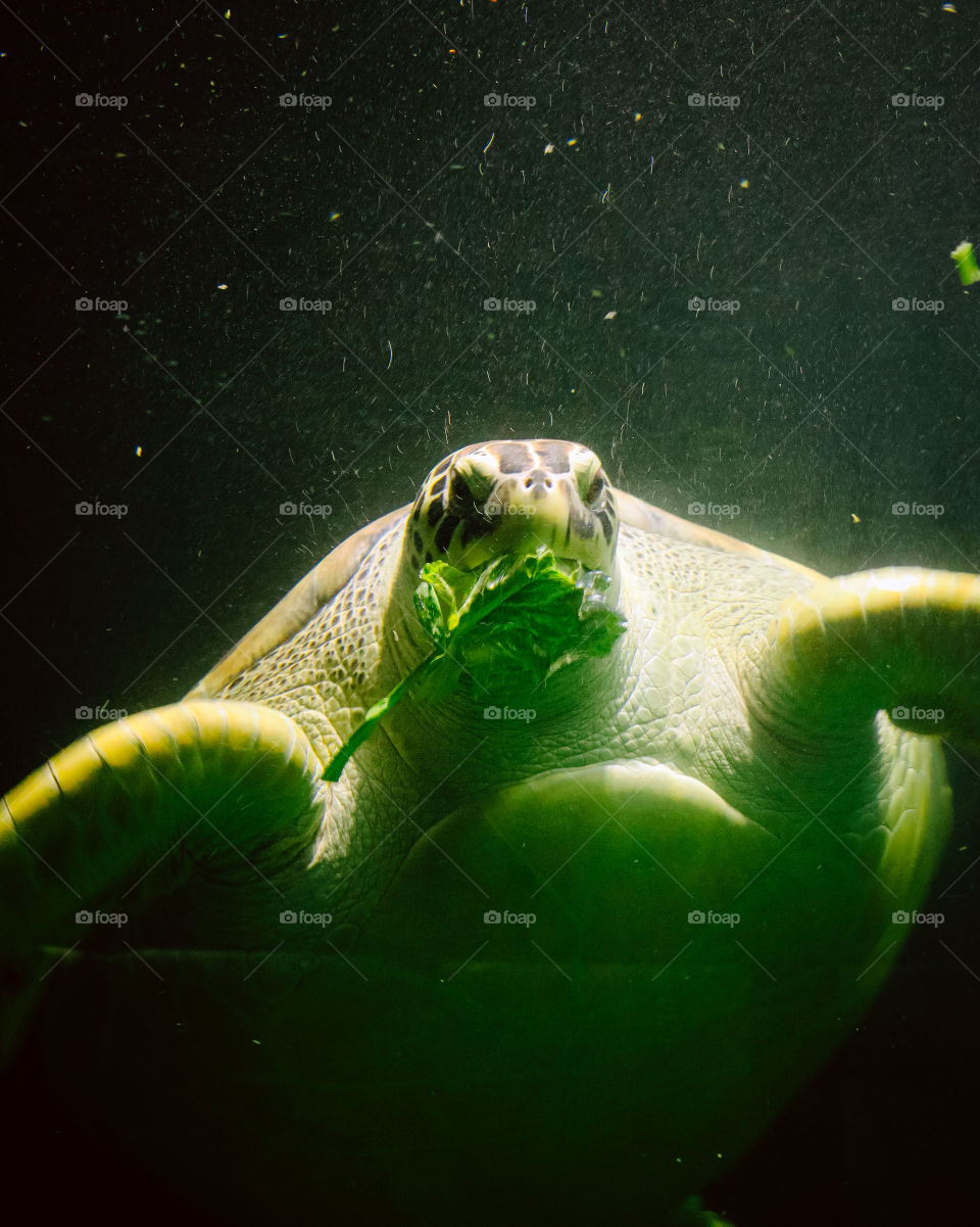 beautiful Green Turtle eating Lettuce, ay aquarium