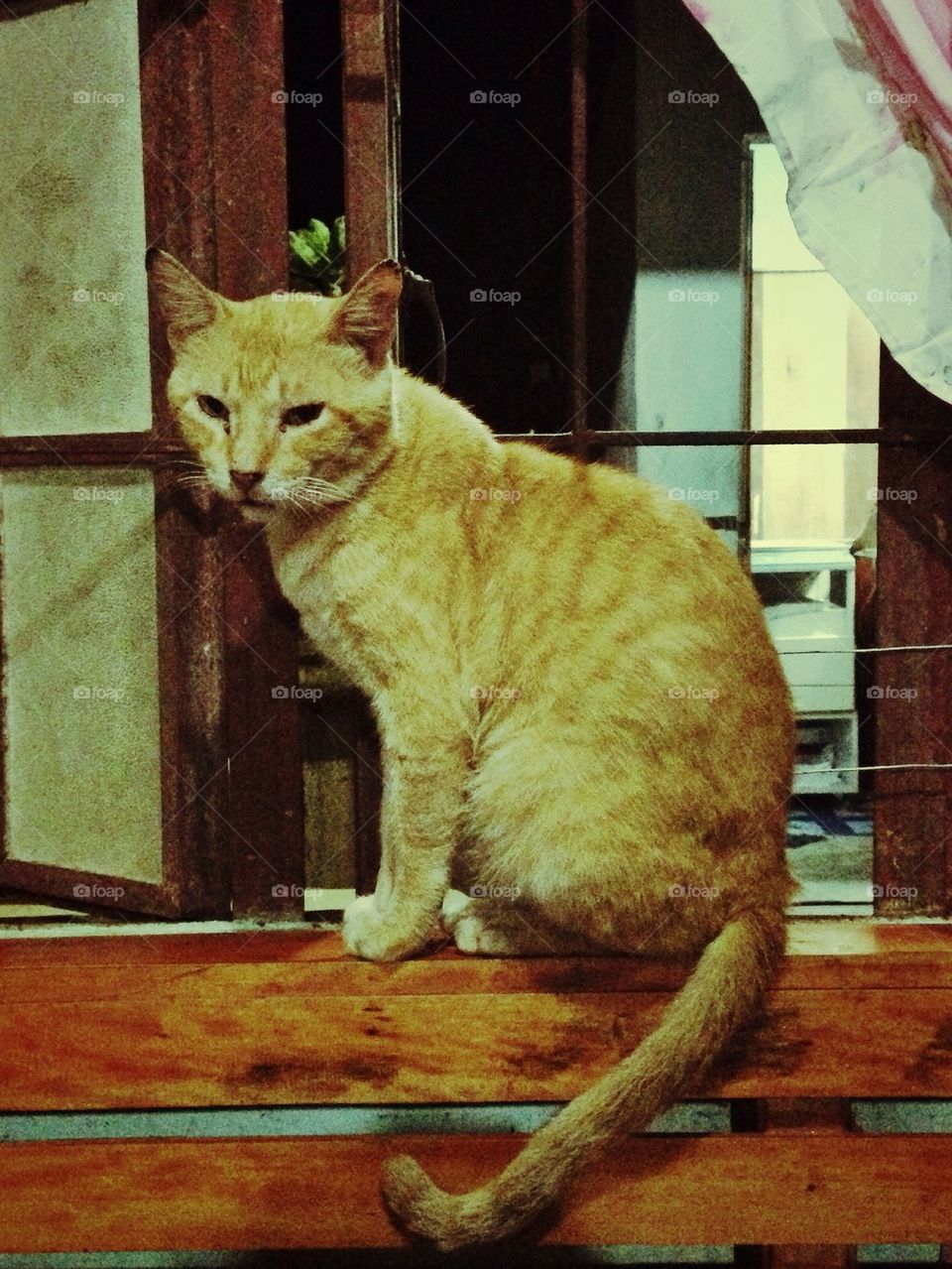 My old cat