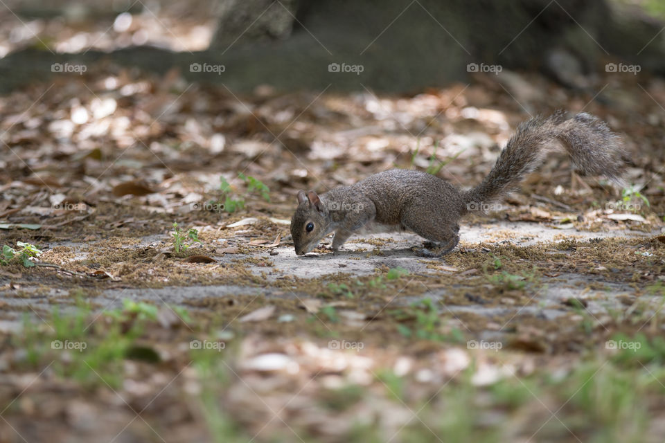 Rodent, Squirrel, Nature, Wildlife, Mammal