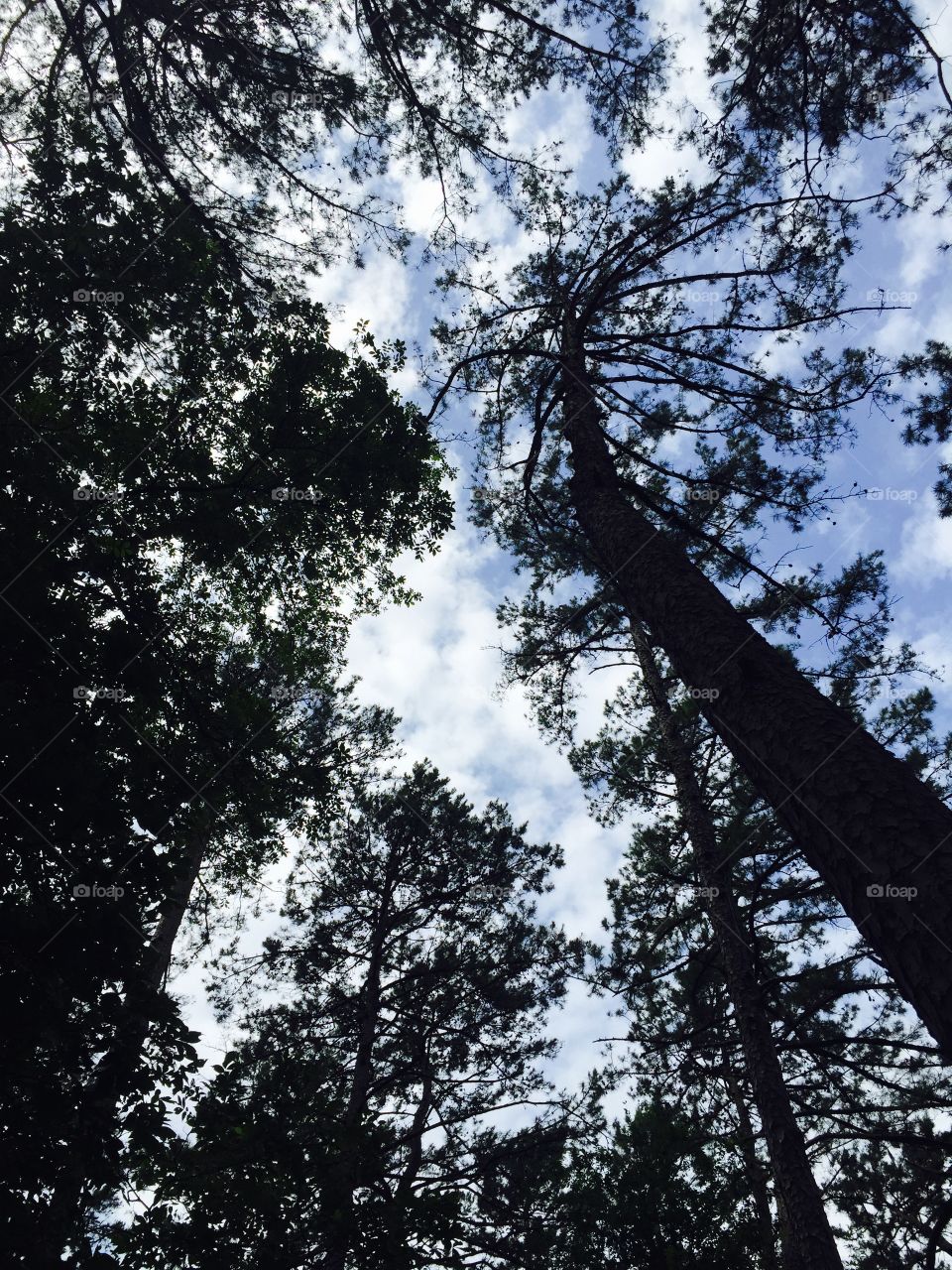 Looking up at trees