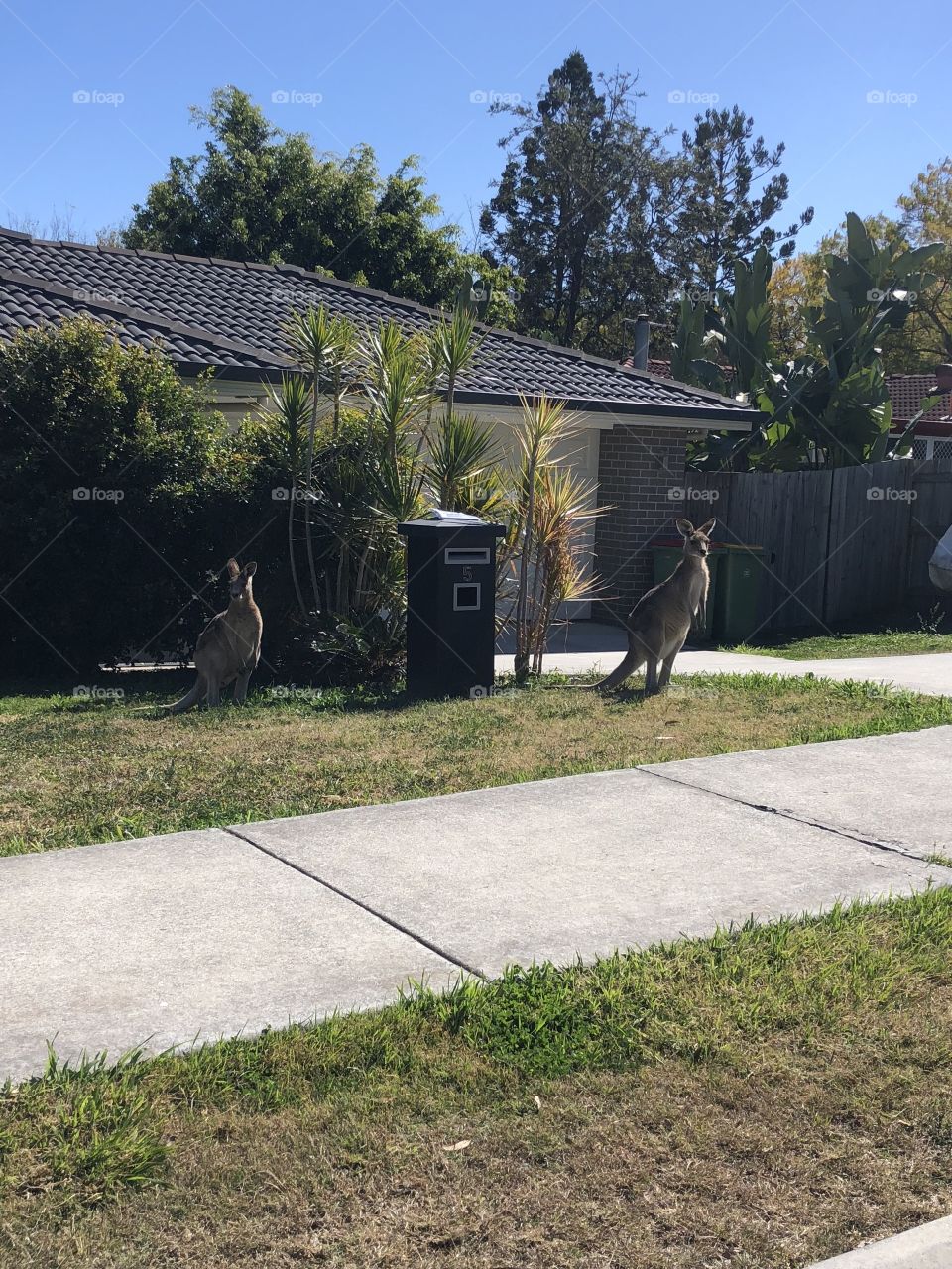 Kangaroos in the front yard