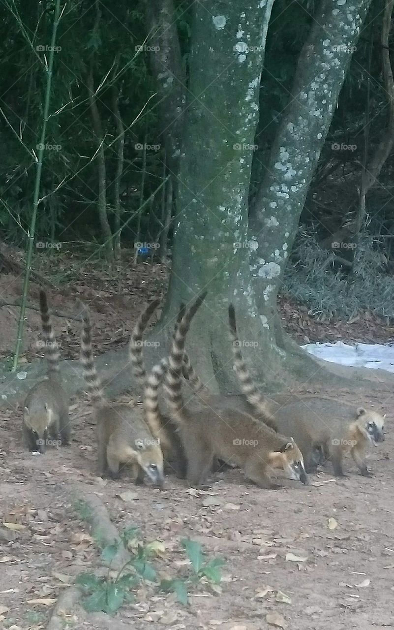 Quati - Mangabeiras - MG