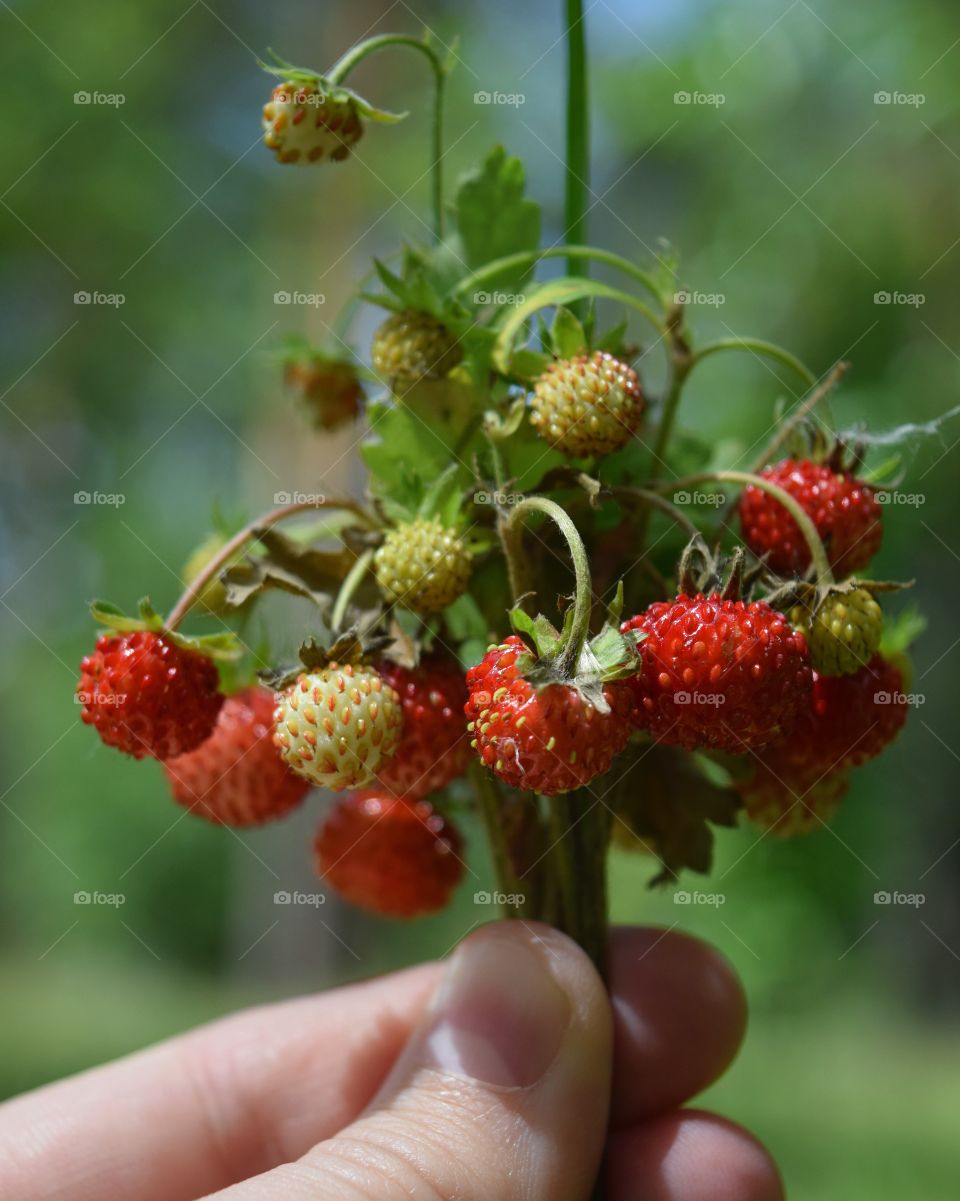 Strawberry 