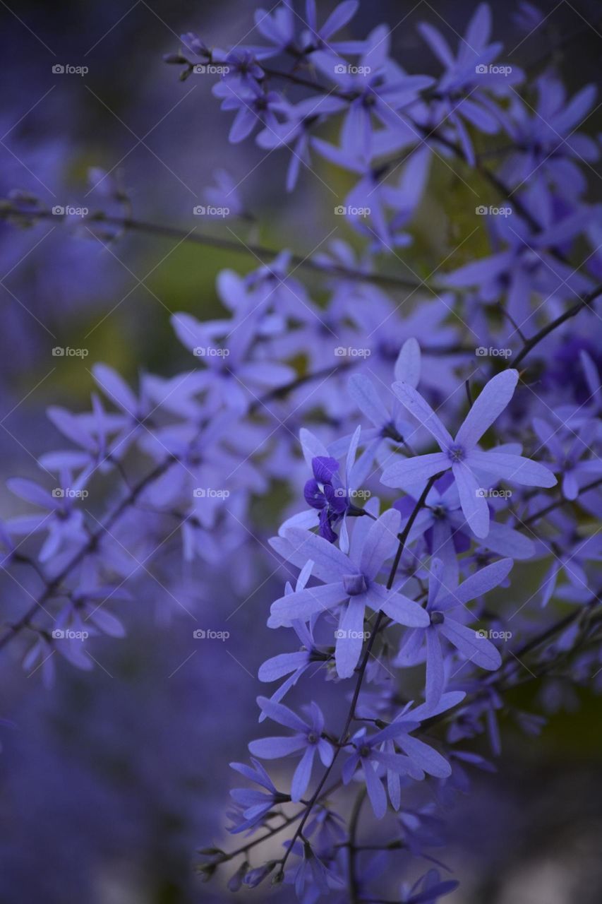 Lavender Flowers