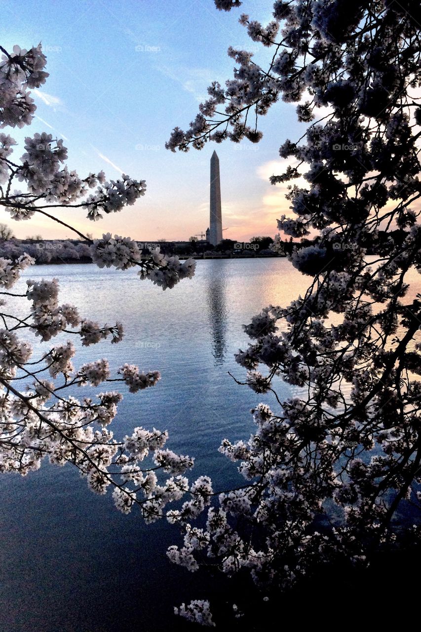 Monument framed by cherry blossoms. Washington DC Tidal Basin during Cherry a Blossom Festival 