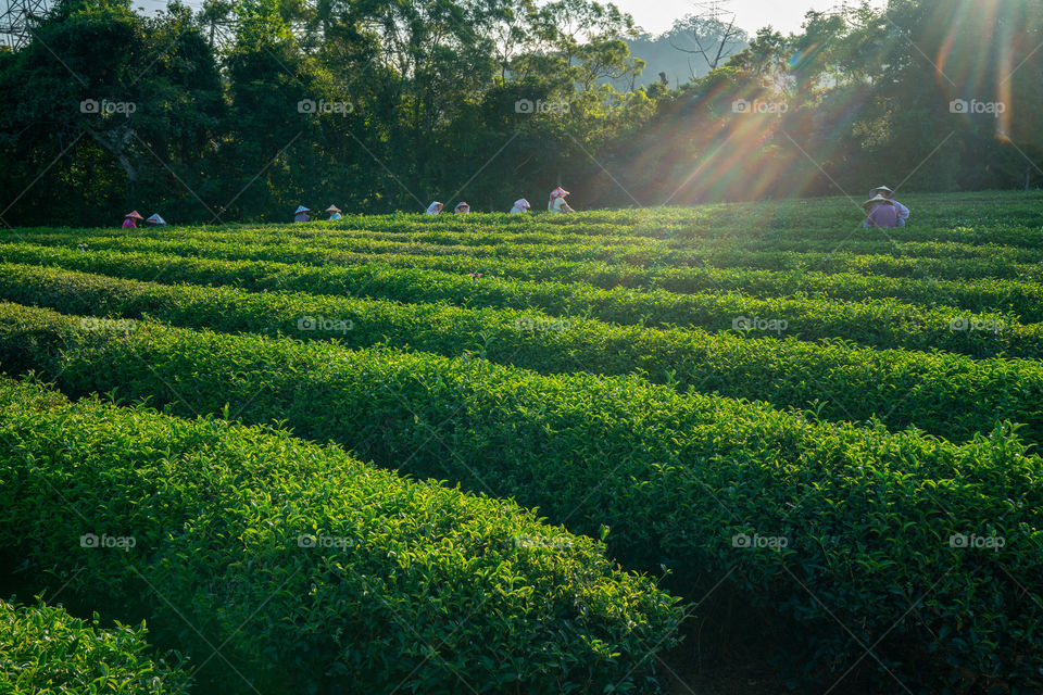 Beautiful tea garden in the morning view.