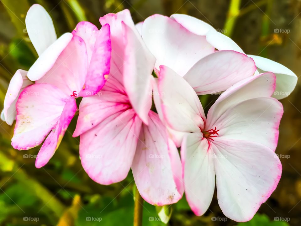 Pink geranium flower bloom closeup