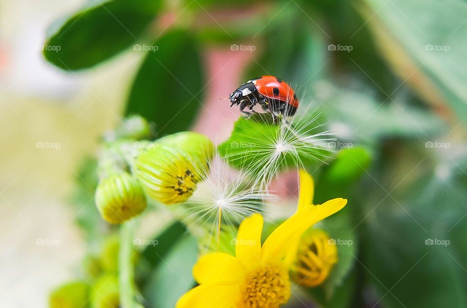 Ladybug