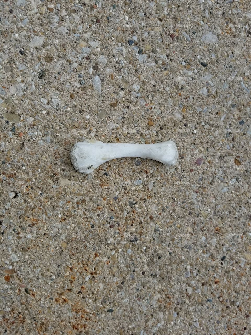 Bone on ground