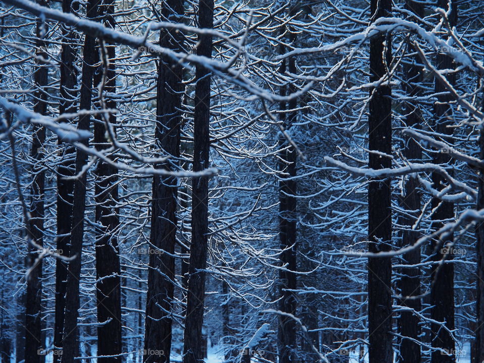 Frost covered branches on a brisk cold morning in Central Oregon