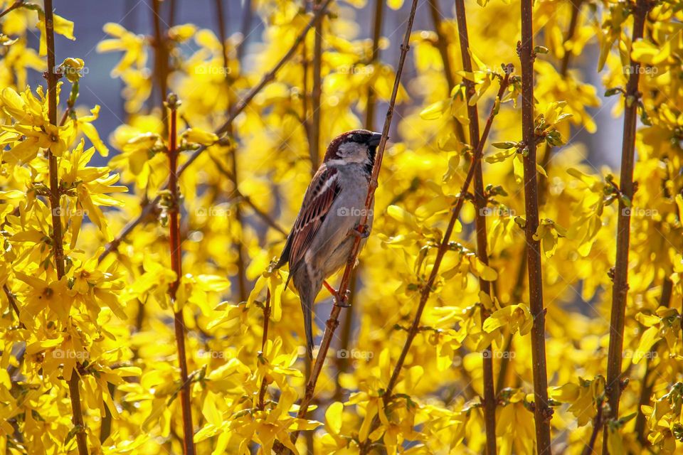 Sparrow in the yellow spring flowers