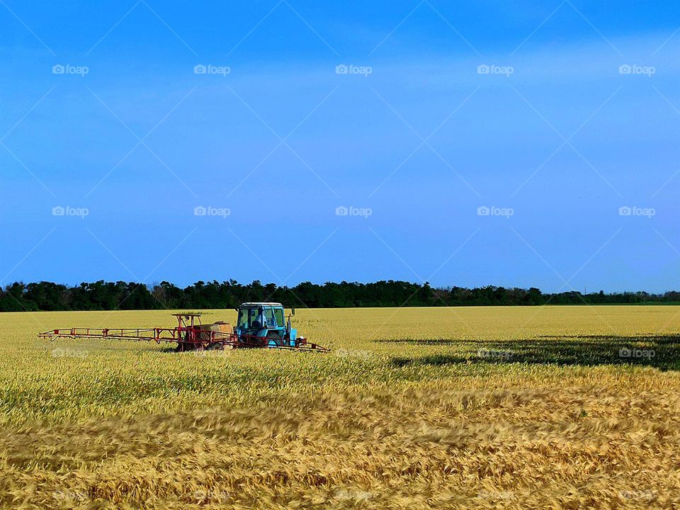 Countryside.  An agricultural vehicle is driving in a yellow wheat field. Blue sky over the field