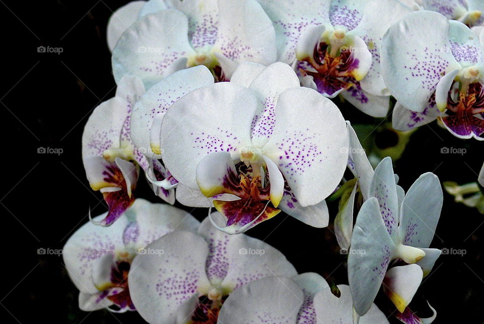 Bouquet of Orchids 