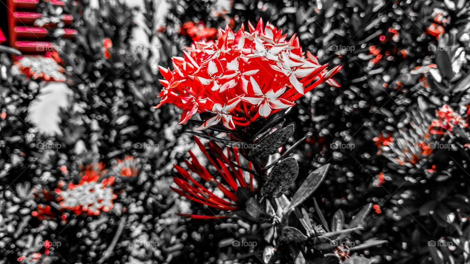 Flores vermelhas com fundo em preto e branco.