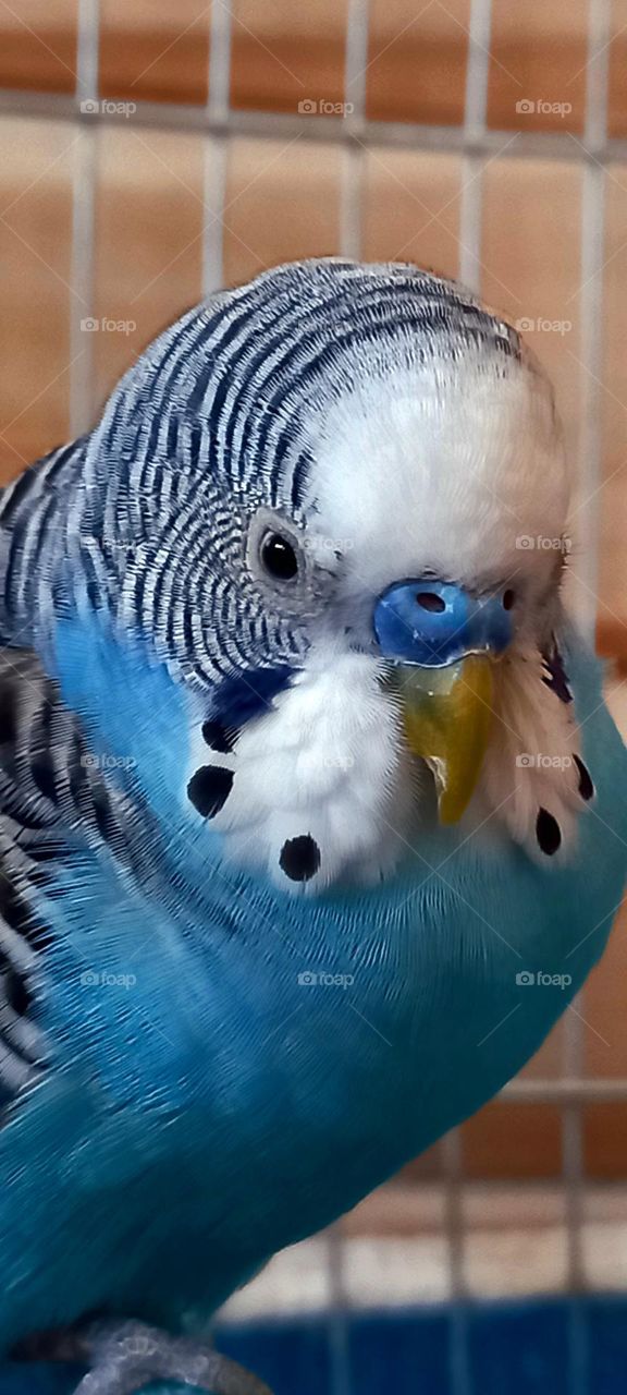 A creature from heaven