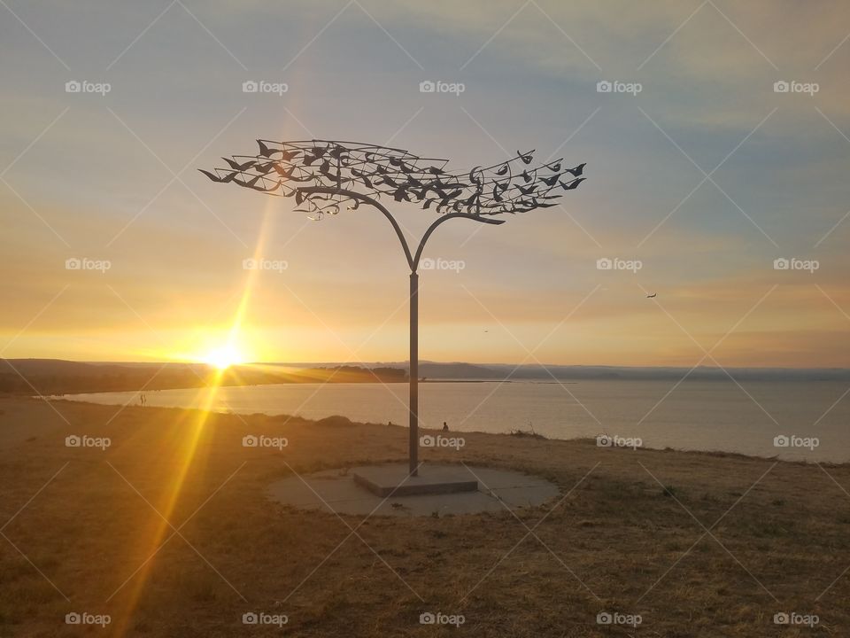 Tree art at sunset