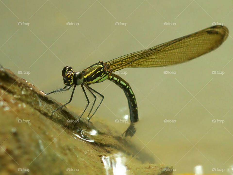 Laying Eggs
Rhinocypha..