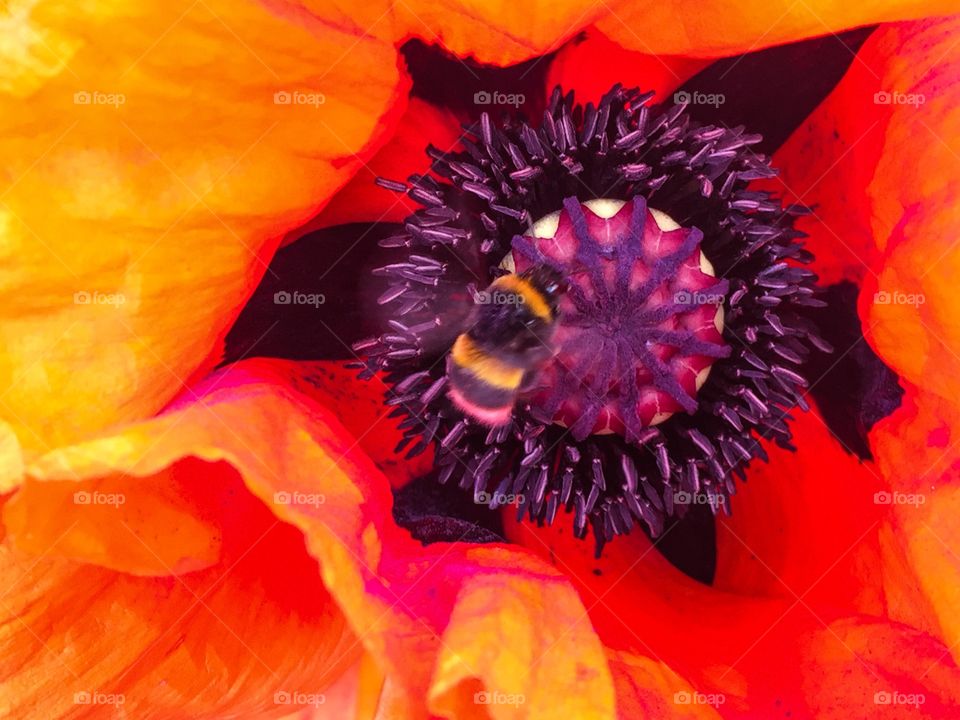 Bee landed and savouring on the stamen of a large-sized red poppy.