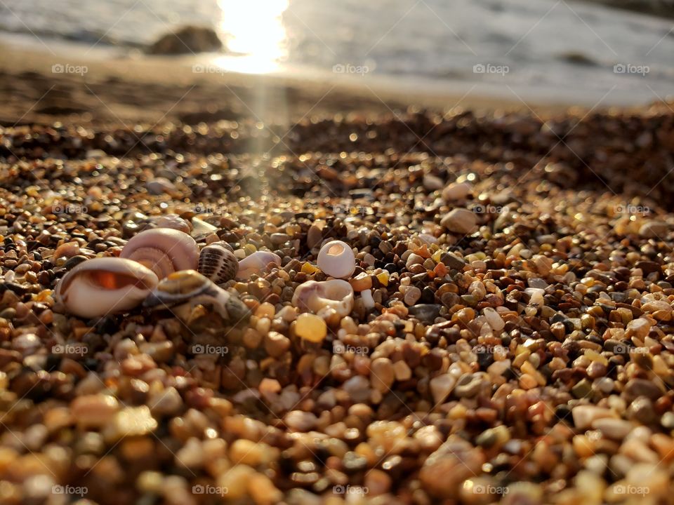 seashells and subset