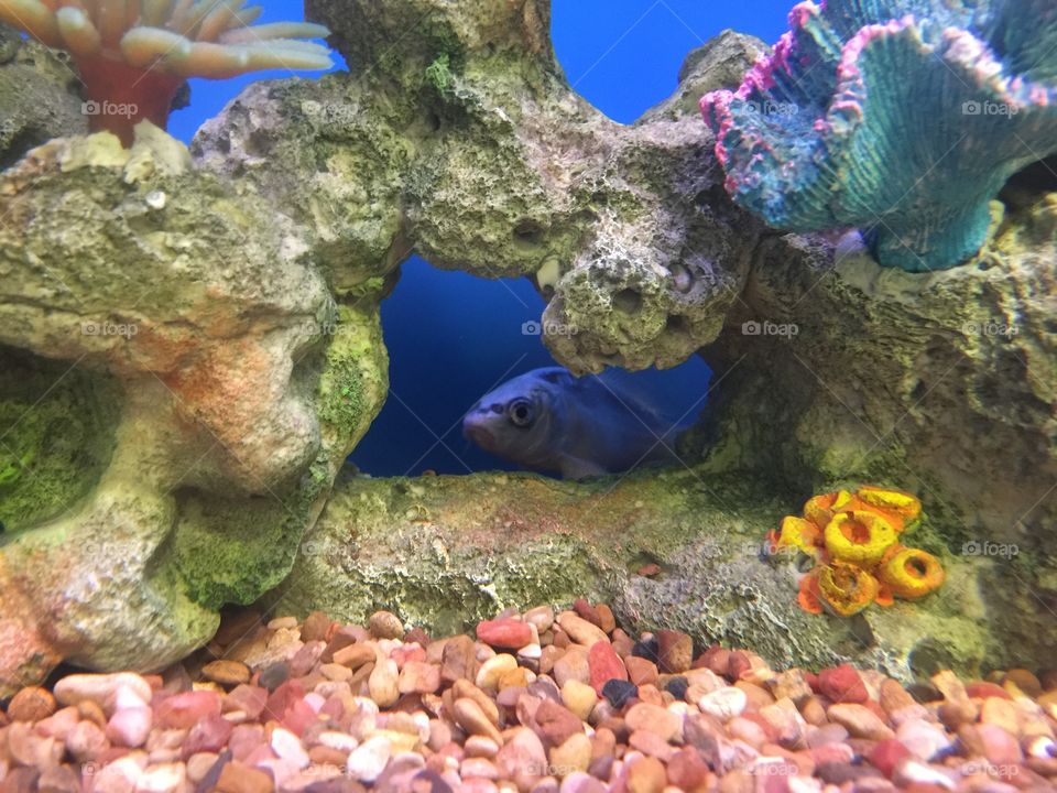 Fish hiding behind a rock in its fish tank