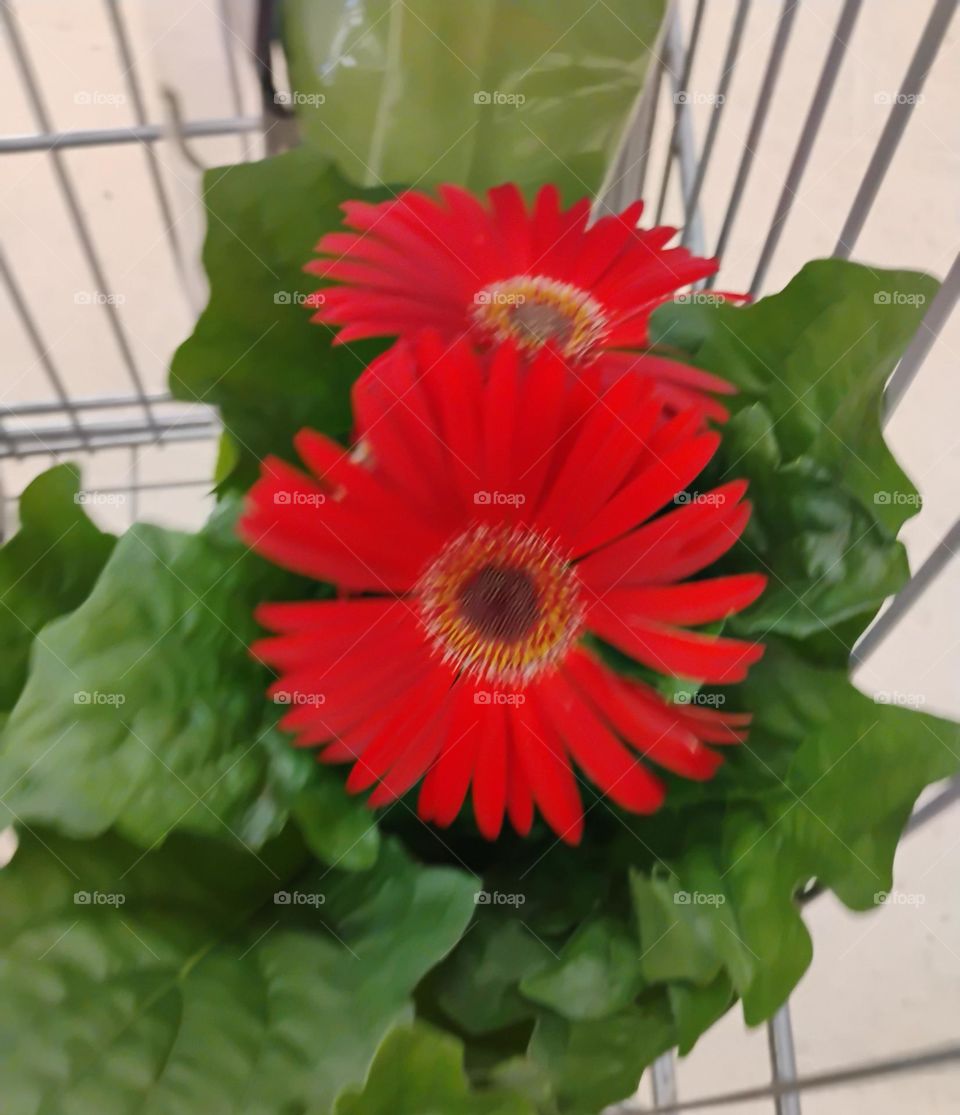 Gérbera vermelha, a beleza que encanta! Elas simbolizam a simplicidade, a beleza e são frequentemente associadas a sentimentos de alegria. A Gérbera vermelha, representa o sentimento de estar totalmente mergulhado em amor