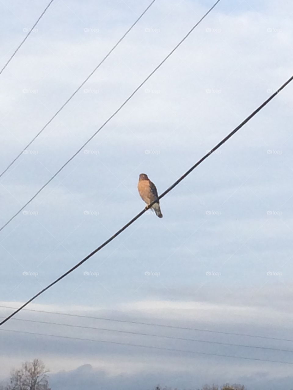 Red hawk on a wire