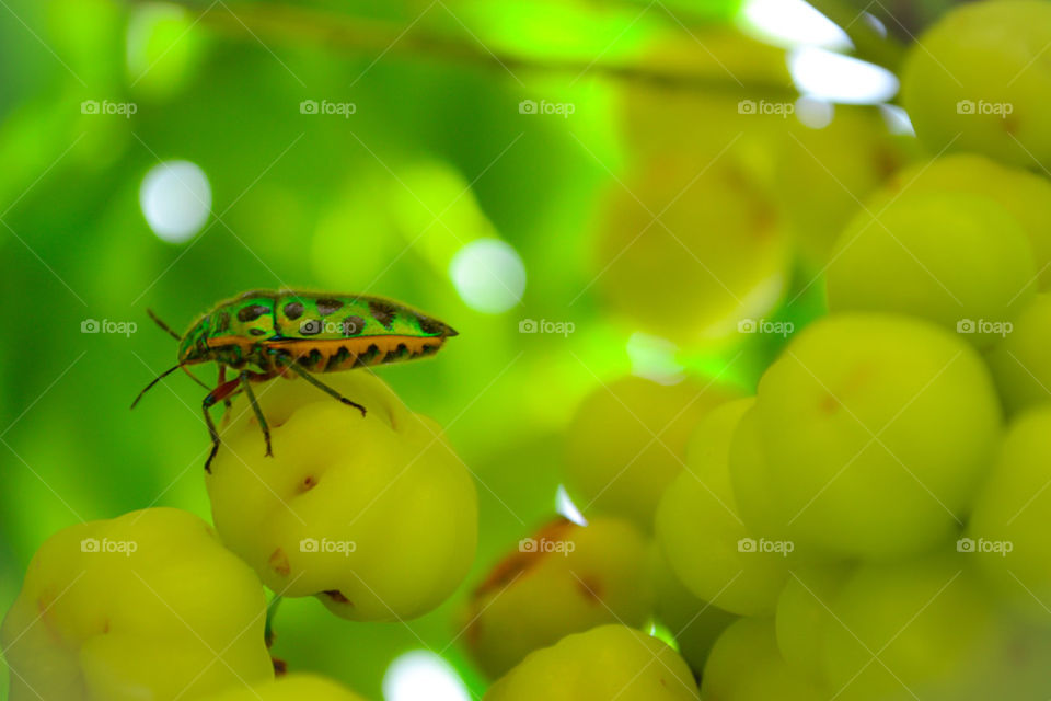 Green insects