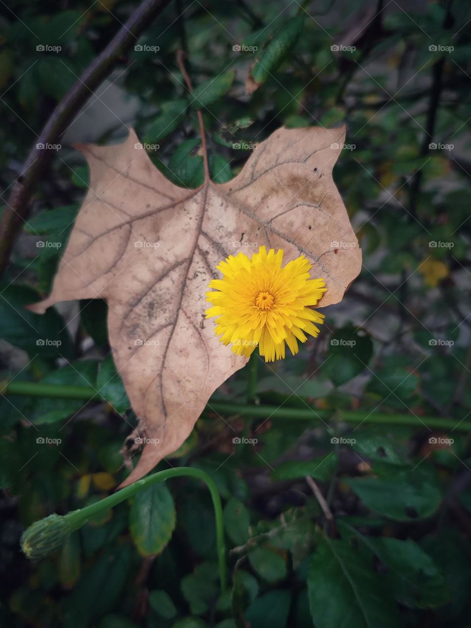 Yellow dandelion