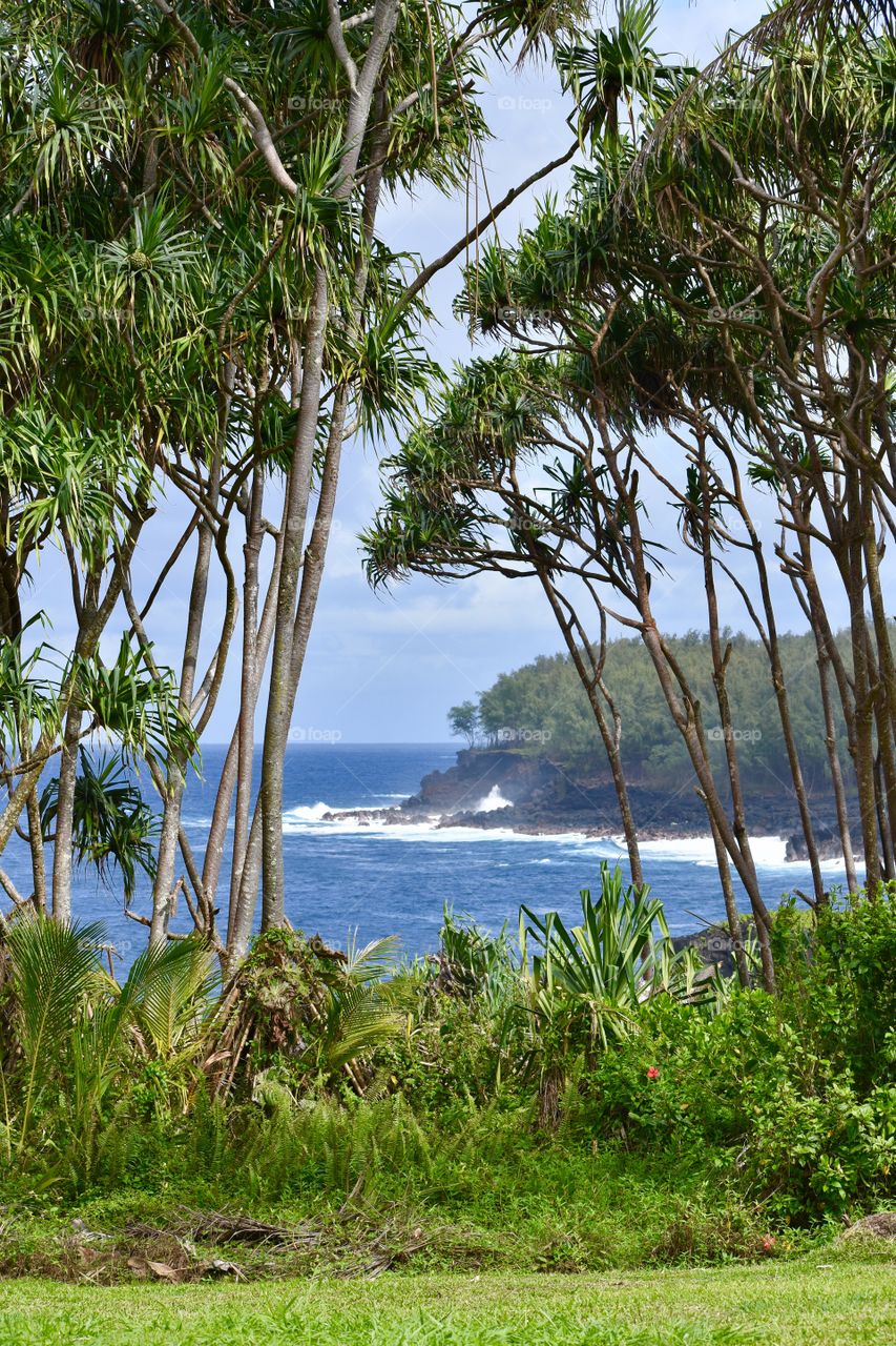 A beautiful day walking along the ocean. Hala trees in the foreground with waves meeting the lava beyond.