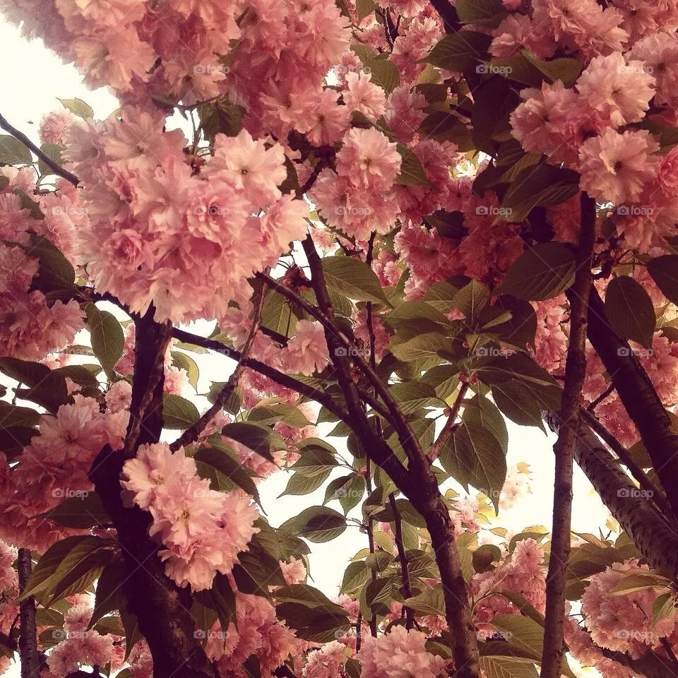 Bloom 