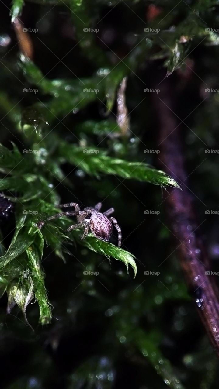 Macro photo of a little spider in the autumn forest