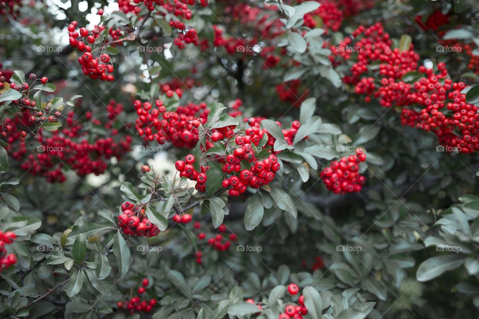red rowan berries,  natural background