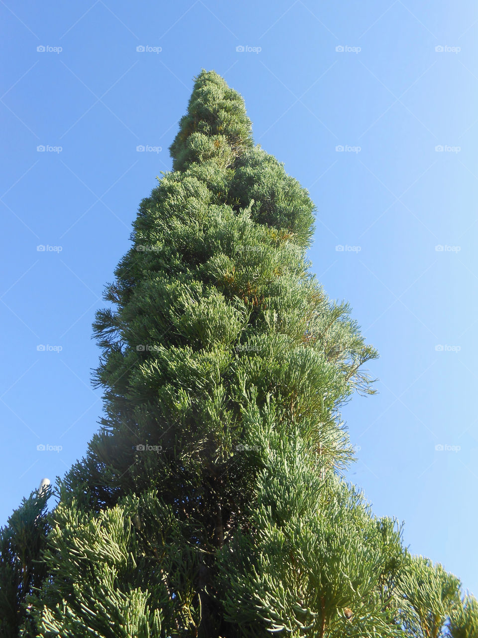 Very Tall Tree