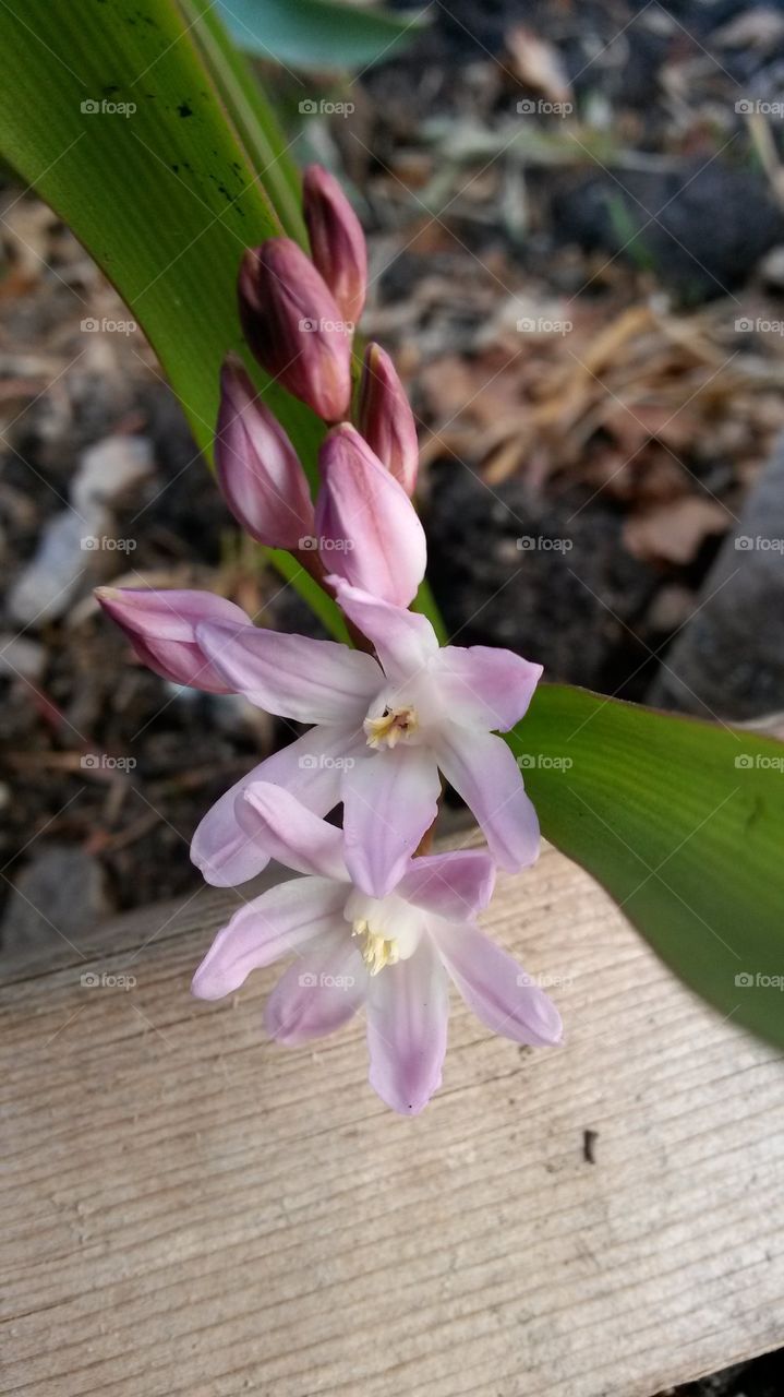 2014 garden Glory of the Snows