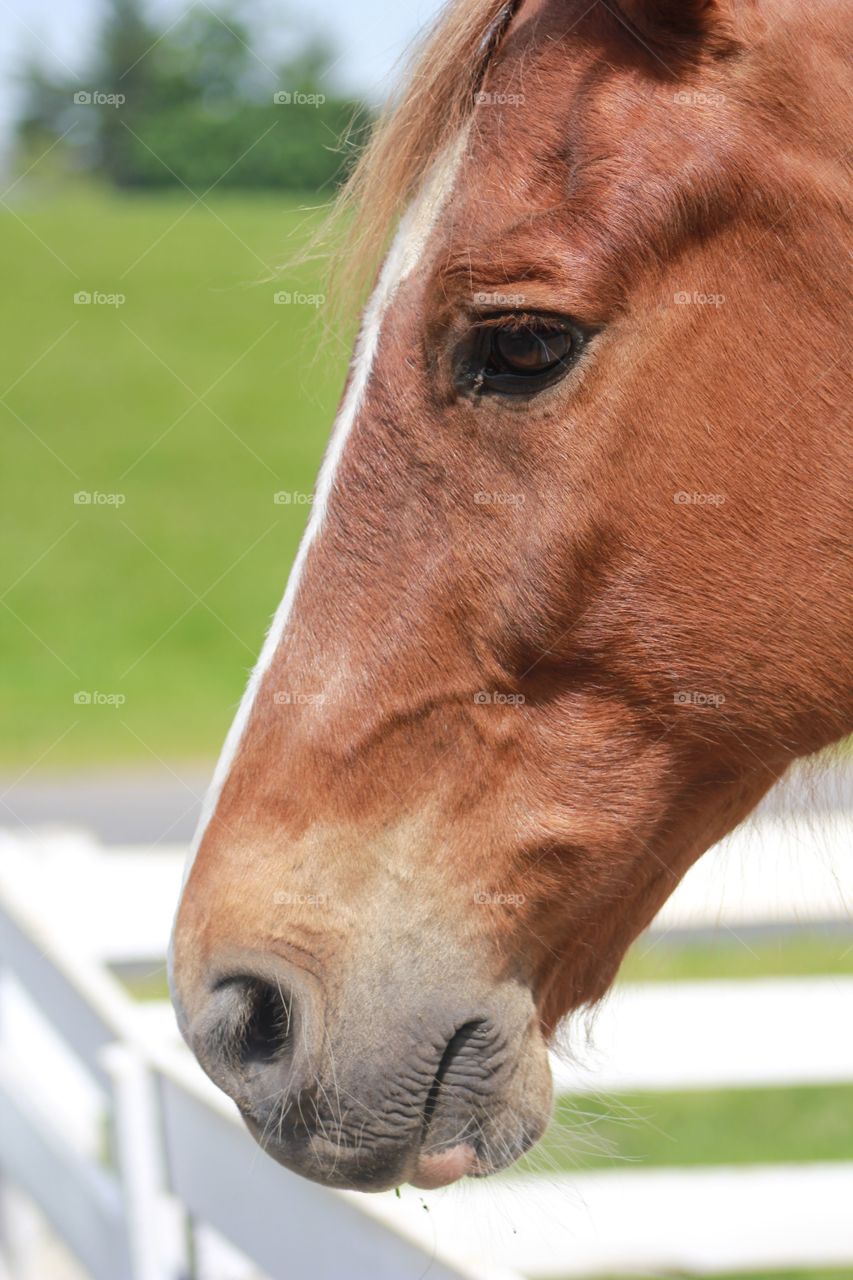 Ride with no worries on the horse