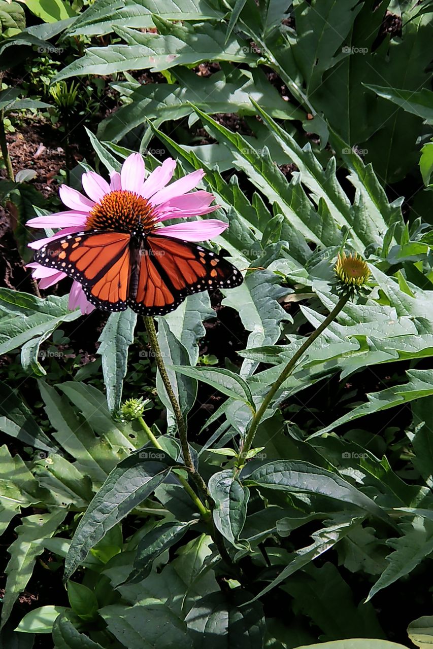 Monarch butterfly, Toronto, Canada