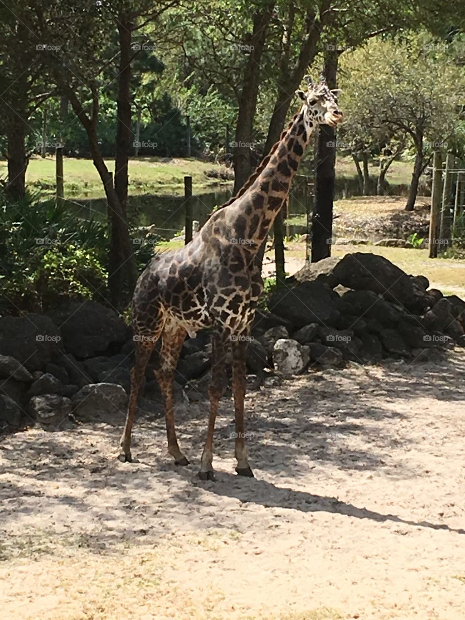 Rafiki male Giraffe at Brevard Zoo Florida 